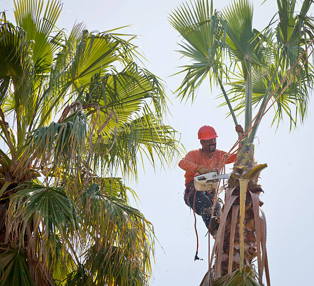 How Our Tree Care Process Works  in  Johnston City, IL
